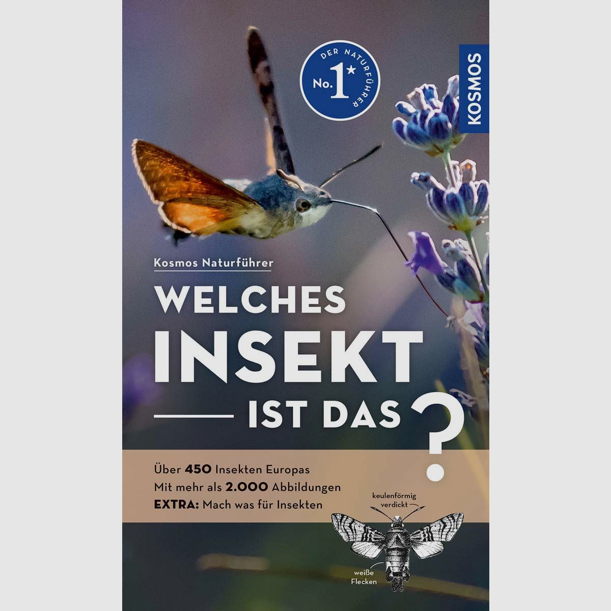 Kosmos Welches Insekt ist das? Bellmann