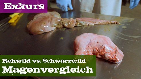 Magenvergleich - Rehwild vs. Schwarzwild - Exkurs Organe