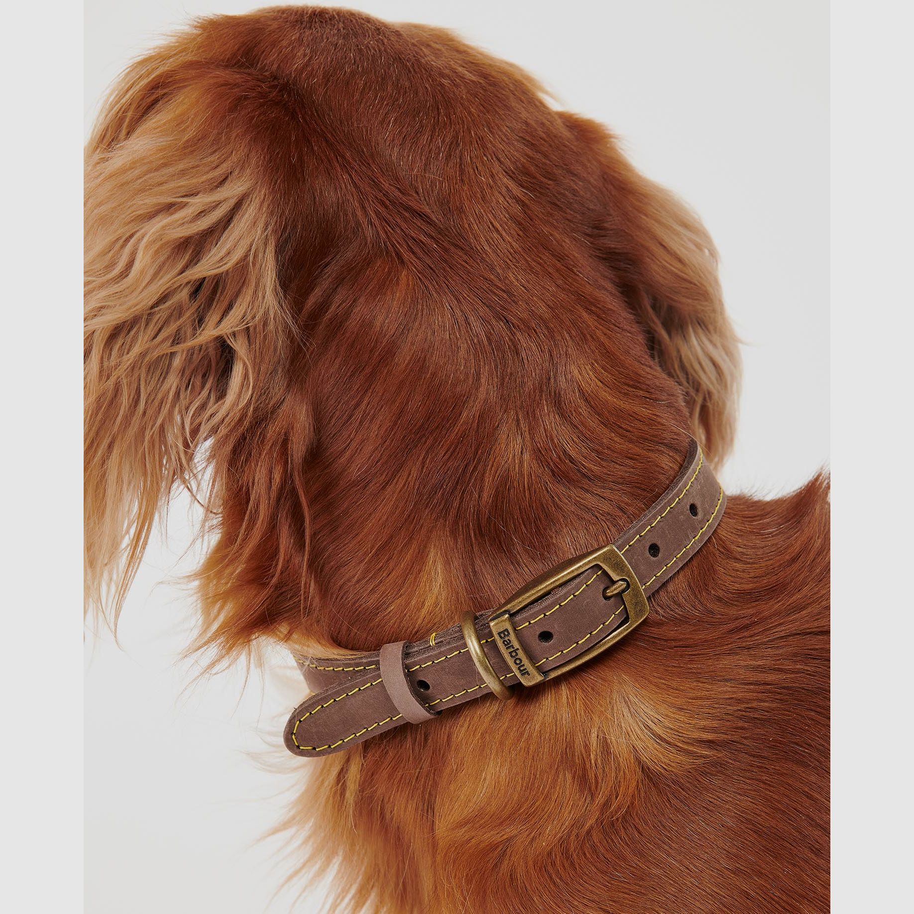 Barbour Hundehalsband aus Leder