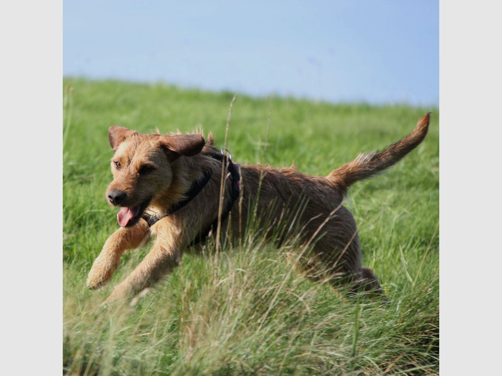 AKAH NaturVital® Rinderrute