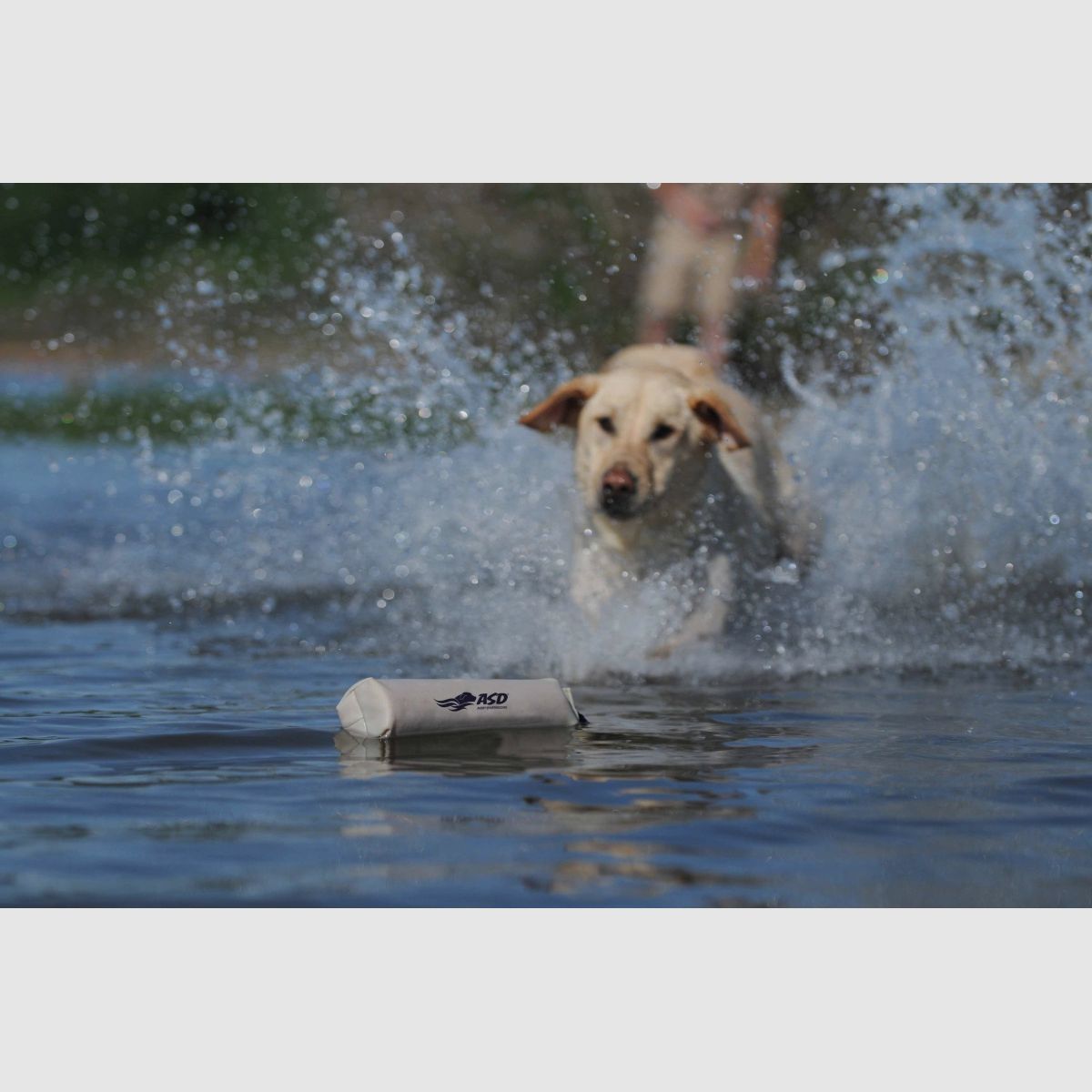 ASD Perro Canvas Bumper 3" Blanco