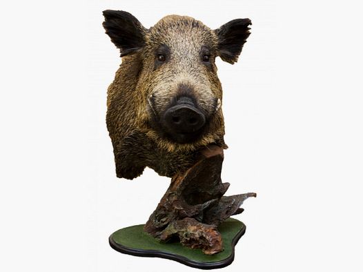 Trophäe von Wildschwein auf Sockel