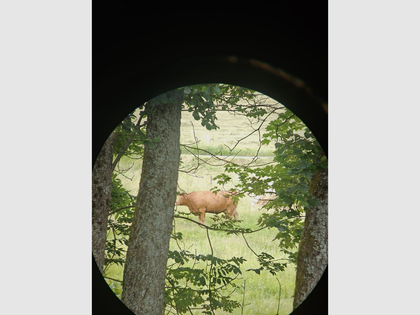 Leica Geovid 8x56 – hochwertiges Fernglas mit Entfernungsmesser