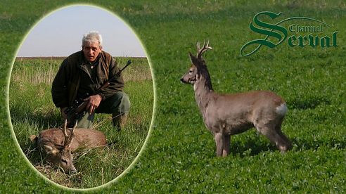 Roebock Hunting in Zrenjanin - Rehbockjagd in Zrenjanin