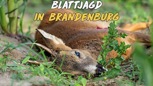 Blattjagd in Brandenburg