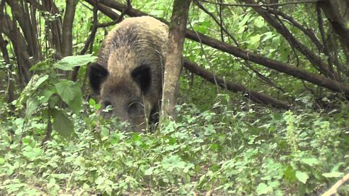 Tagaktives Schwarzwild - Wild Boar at day time