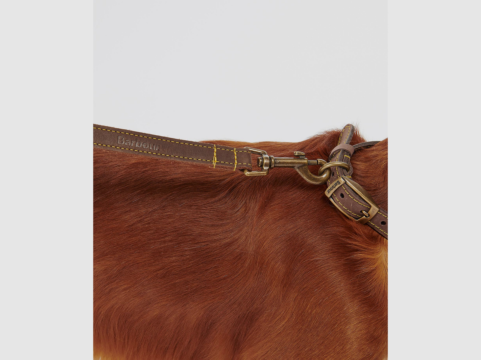 Barbour Hundeleine aus Leder
