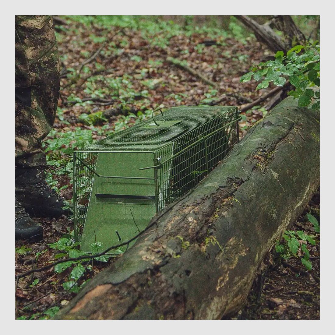 Trampa trampa captura viva - dos puertas abatibles