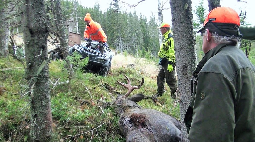 Reportage: Elchjagd in Schweden