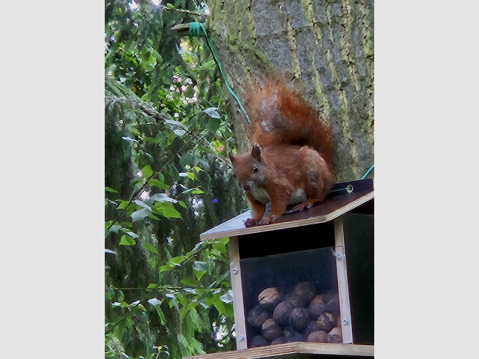 Eichhörnchenfutterautomat