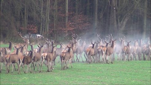 Drückjagd  Driven Hunt  Rotwild tot . Polovanie