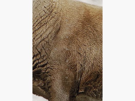 Ersatzzentrum zu Steinbock links