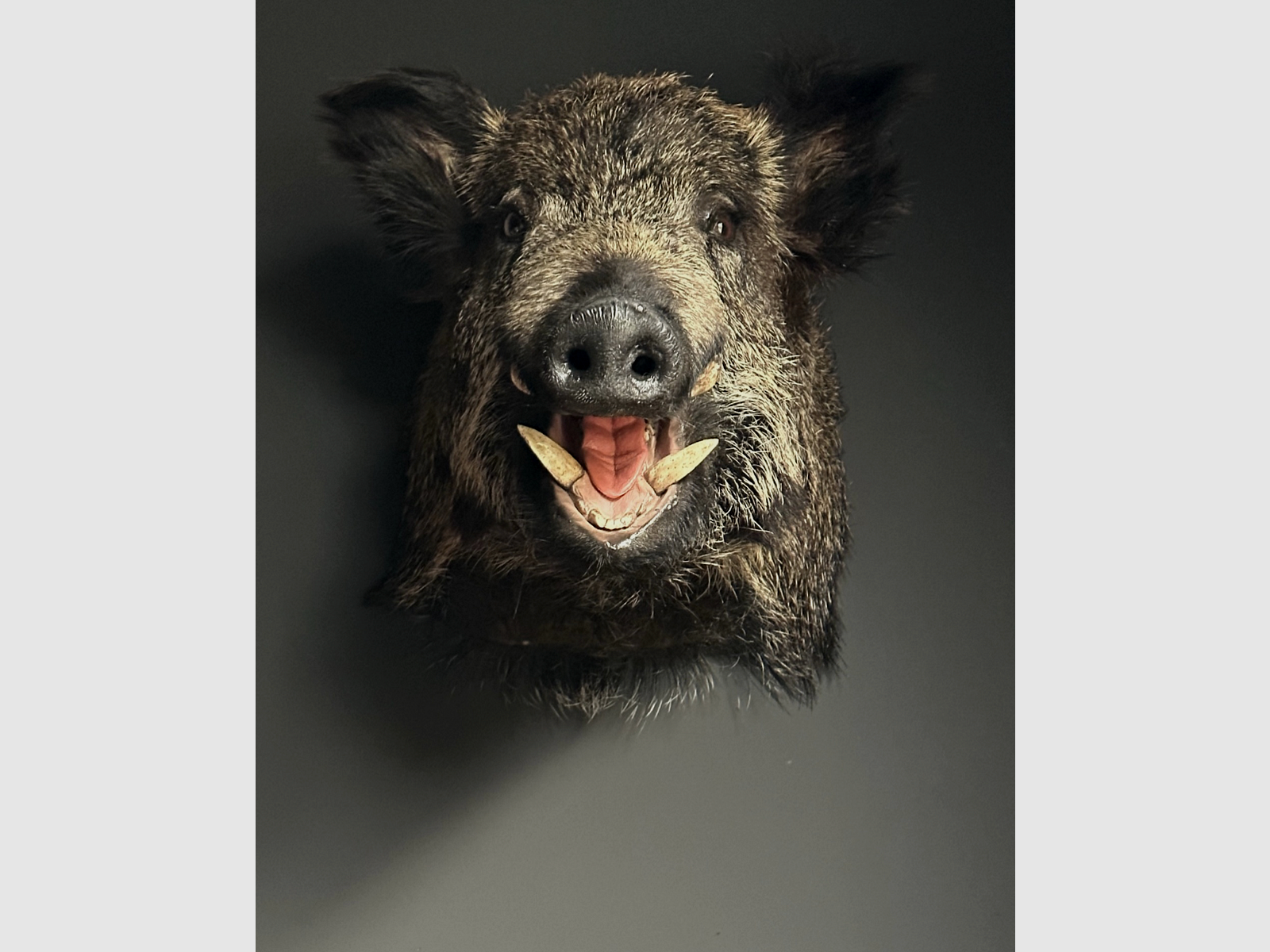 Präparierter großer Wildschweinkopf, Bild 2 von 8