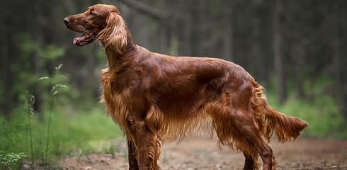 Rasseprofil: Irish Setter