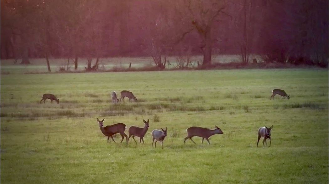 Drei auf einen Streich - Jagd auf Rehwild  im Winter #waidmannsheil