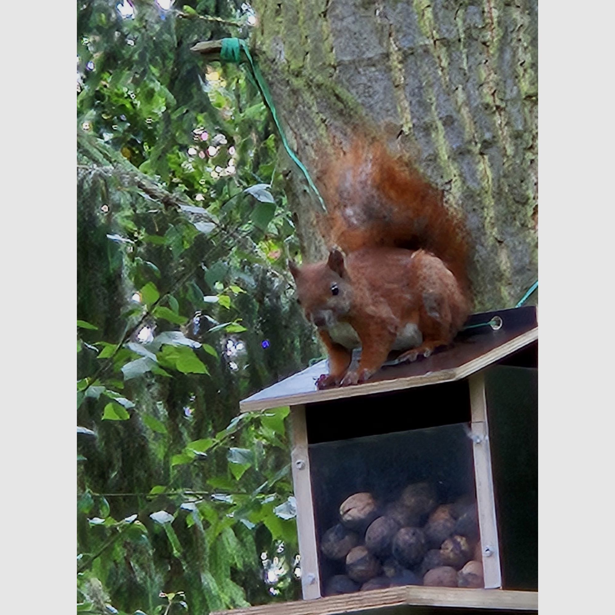 Eichhörnchenfutterautomat