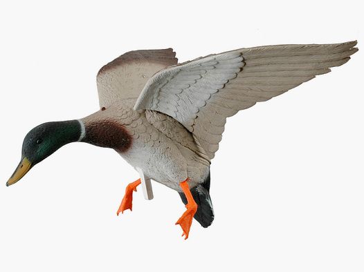 Lockente mit Schwingen im Landeanflug