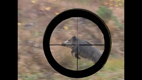 HIT SHOTS ONLY! How should you shoot- wild boar and red deer HUNTING COMPILATION Chasse Jakt JAGD