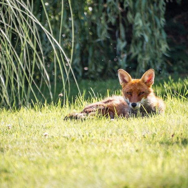 Die Lockjagd auf den Fuchs