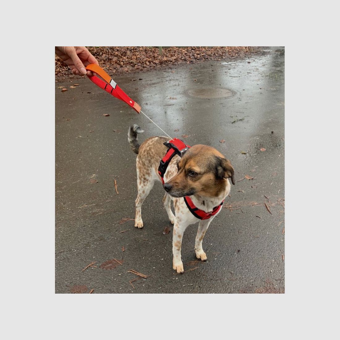 WowWow Hundegeschirr mit integrierter Leine Harness Khaki