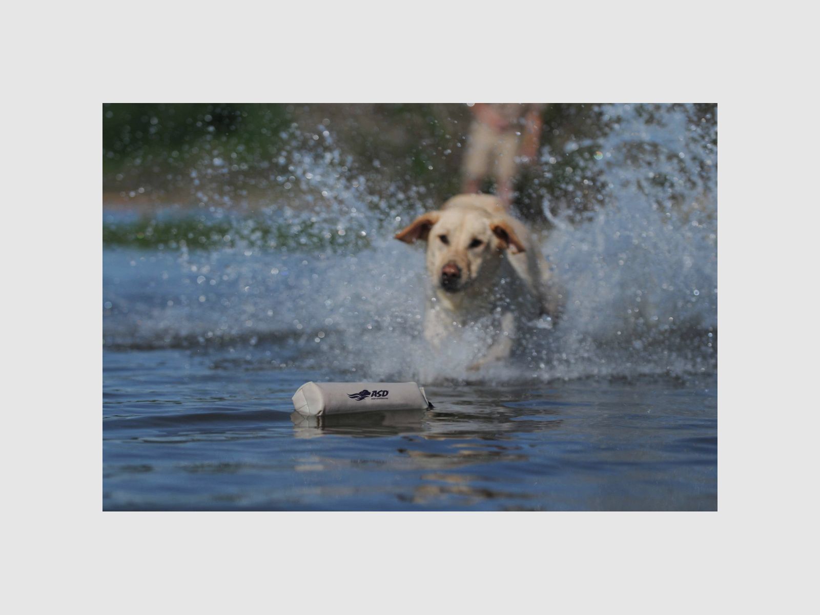 ASD Perro Canvas Bumper 3" Blanco