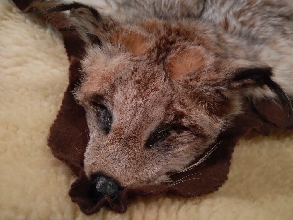 Nordamerikanischer Luchs / Kanada Luchs Balg mit Halbkopf auf Filz