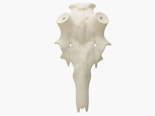 Cranio di daino 45 mm