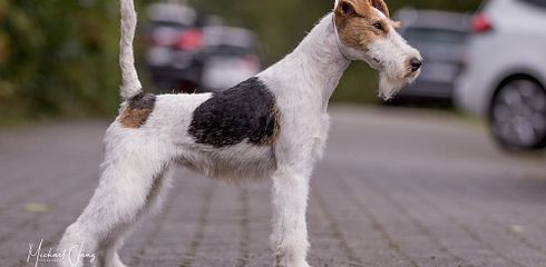 Rasseprofil: Foxterrier Drahthaar