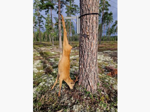 Boarhanger Wildgalgen