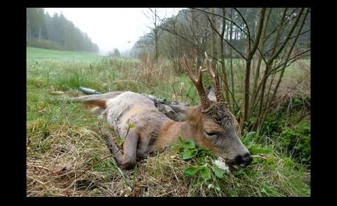 Bockjagd 2017 mit der Steel Action HS