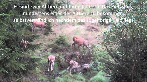 Jagd im Sommer 2014