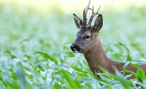 Jagd im Sommer - die beste Ausrüstung