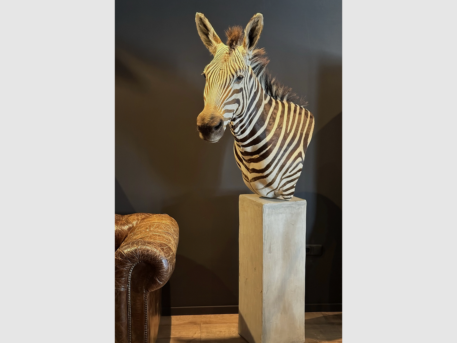 Trofeo di zebra da spalla, immagine 1 di 15
