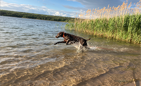 Breed Profile: German Shorthaired Pointer