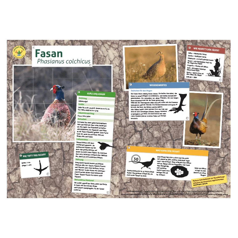 Lieu d'apprentissage Nature - Tableau de jeu DIN A3 Faisan