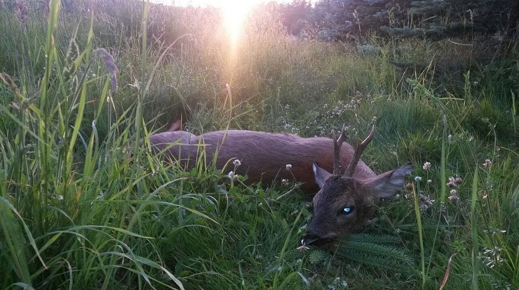 Jagd im Mai 2018-Rehwild und Wildschwein