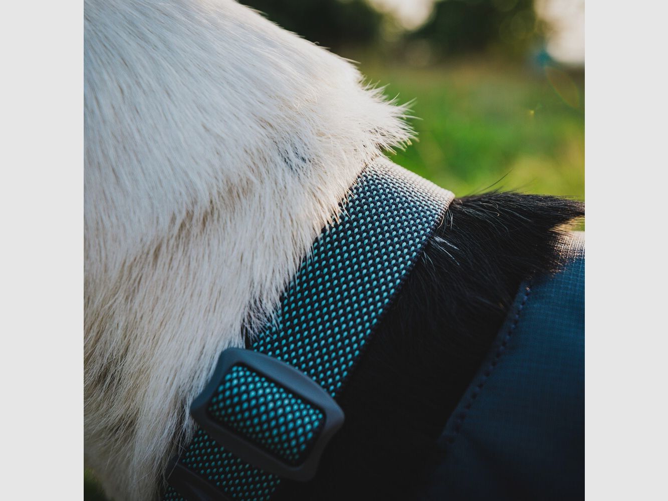 Ruffwear Obroża Hi & Light (Obwód szyi 51-66 cm – Basaltowy szary), zdjęcie 4 z 4