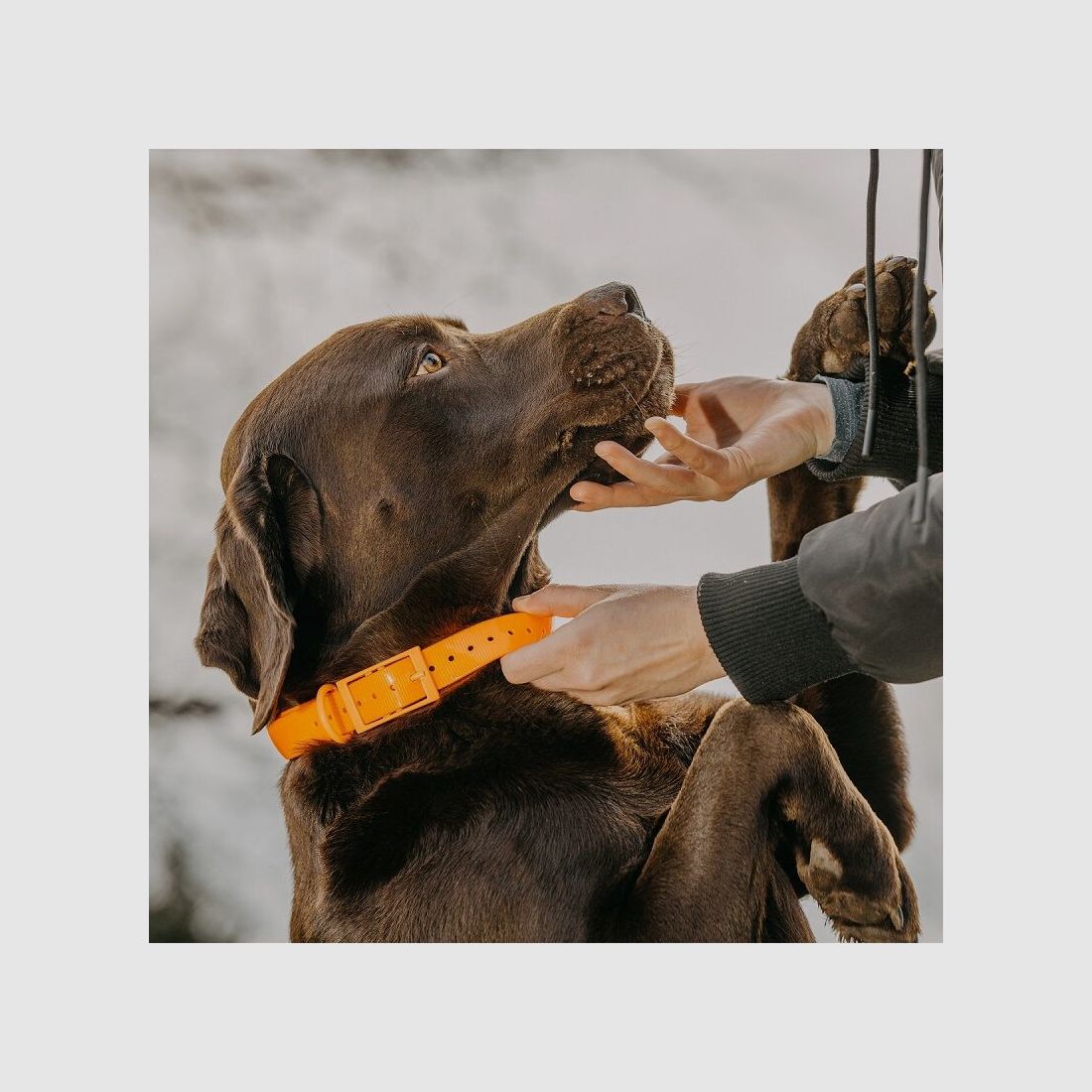 HP&G Collare per cani 19mm Arancione
