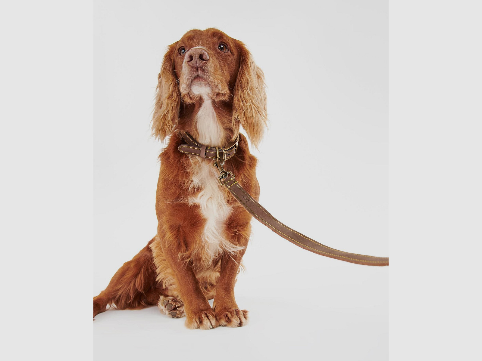 Correa para perro Barbour de cuero