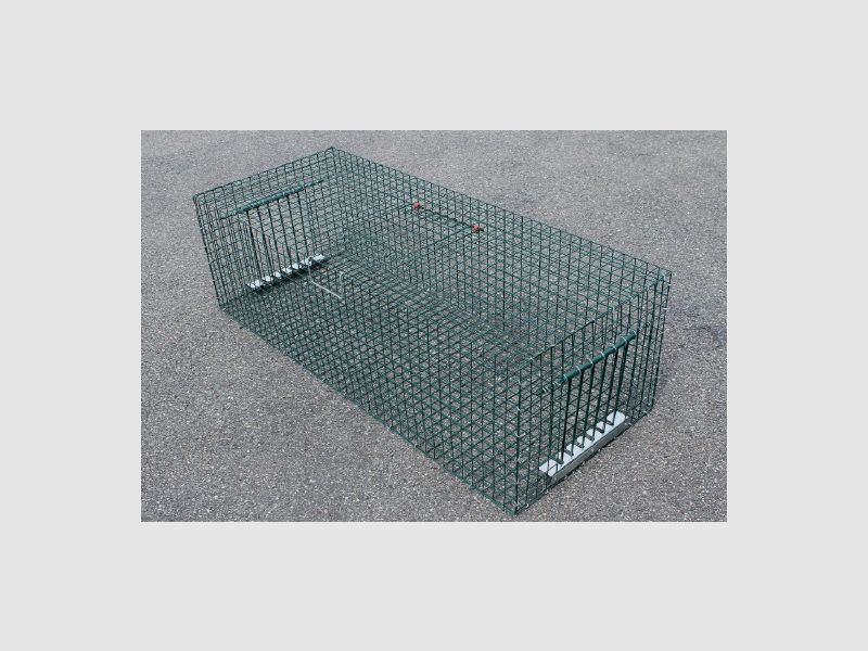 Piège à pigeons