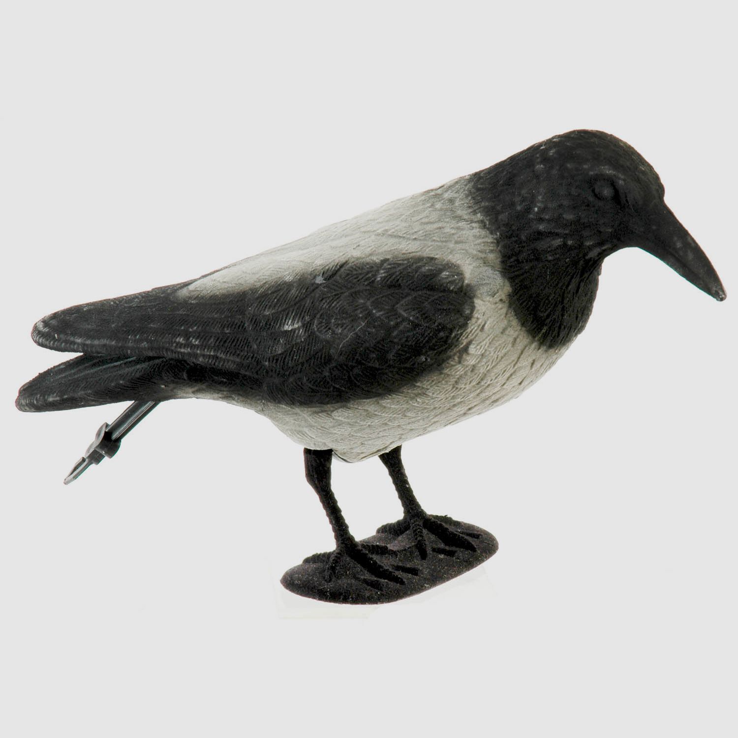 Corbeau à tête noire entier en train de se rassembler avec corbeau de brume