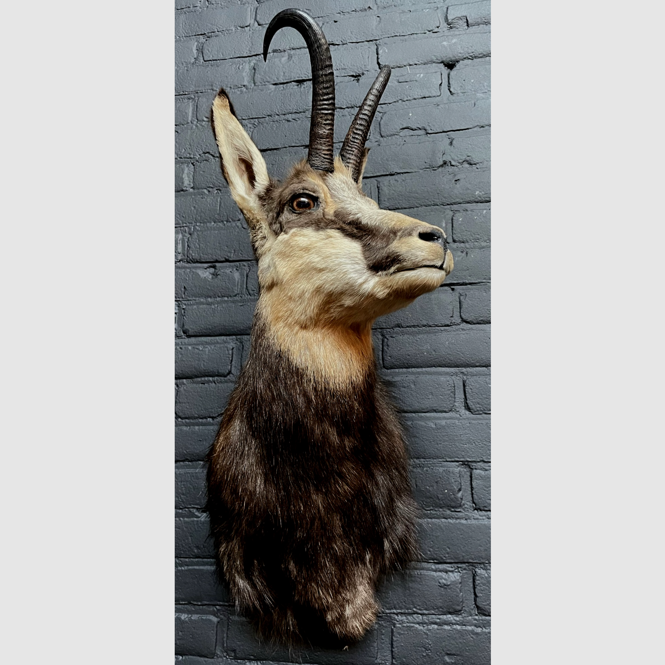 Taxidermie Schulterpräparat Gämse, Bild 1 von 2