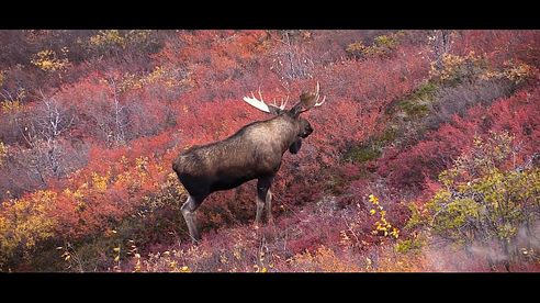 Canadian Double - Hunting Moose and Caribou