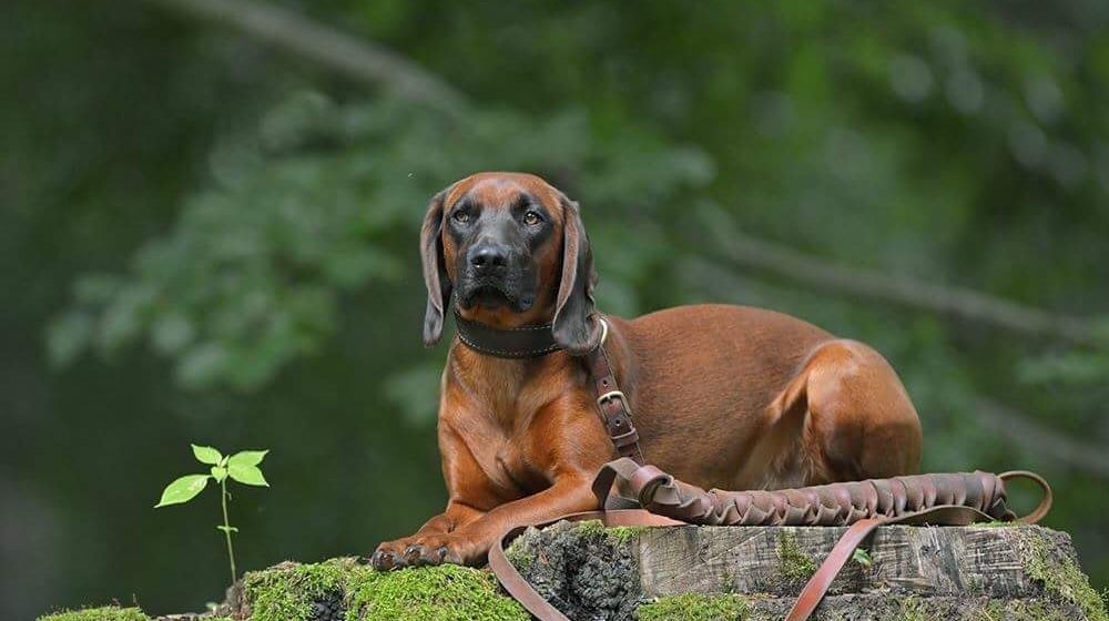 Schweißriemen im Vergleich: Leder, Gurtband oder Biothane