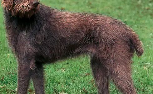 Rasseprofil: Pudelpointer