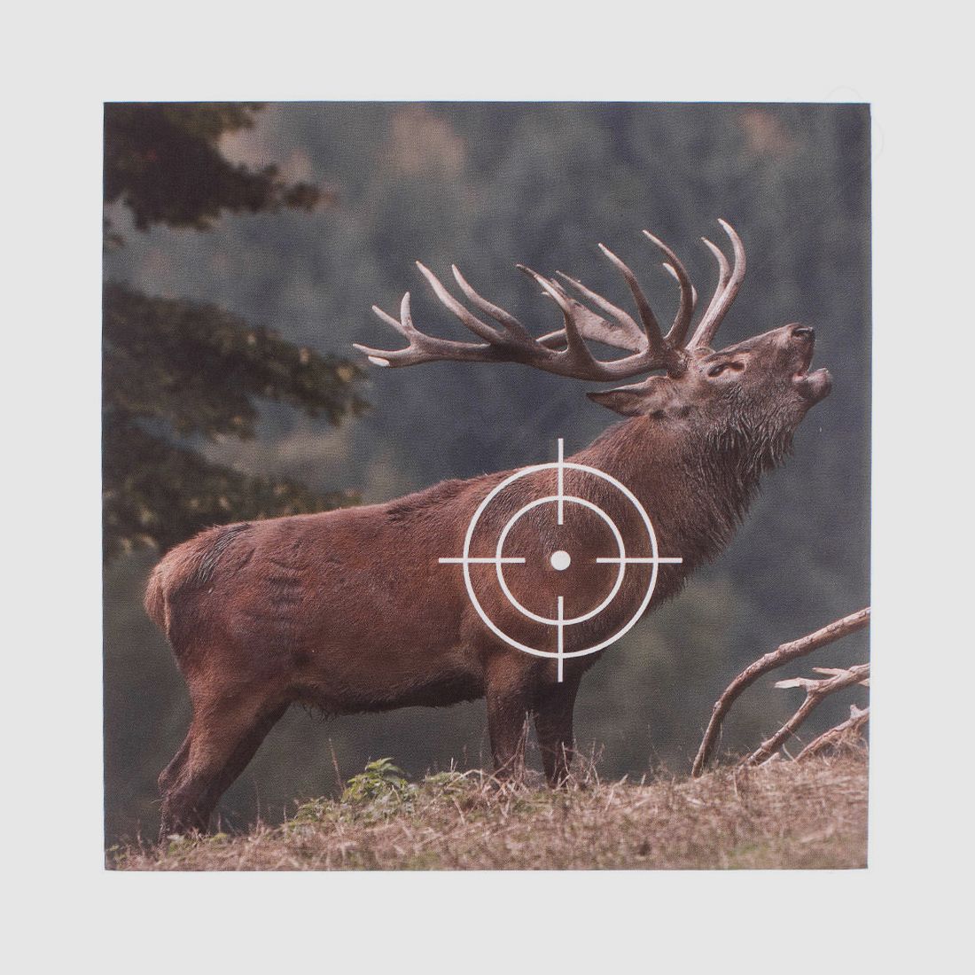 Zielscheiben /  Schießscheiben  / Tiermotiv Hirsch / 25 Stück
