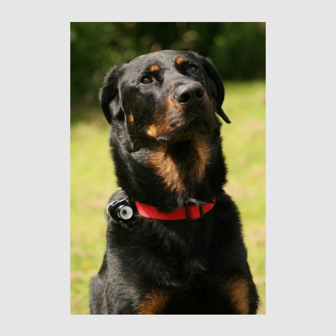 EYENIMAL Telecamera d'Azioni per Cani, immagine 2 di 3