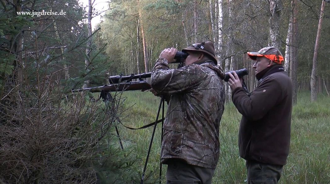 Der Jubiläumshirsch wird gestreckt! Jagd zur Hirschbrunft in Polen / Pommern!