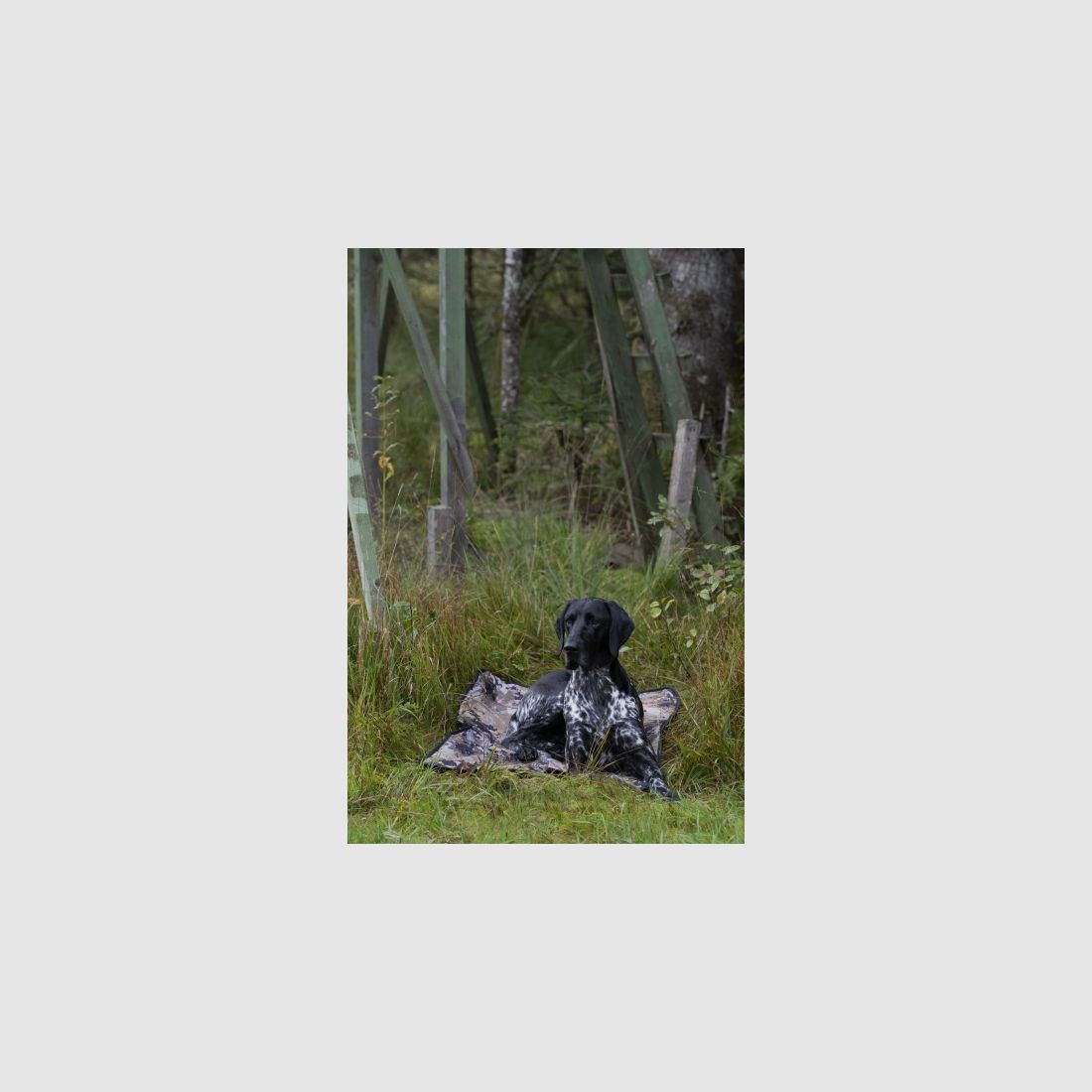 Couverture pour chien Blaser - Couleur : HunTec Camo