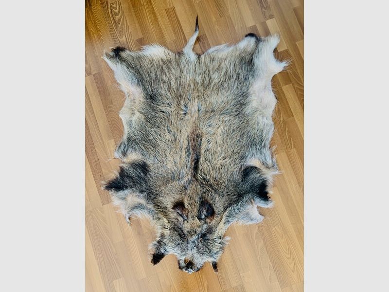 Wildschweinschwarte gegerbt